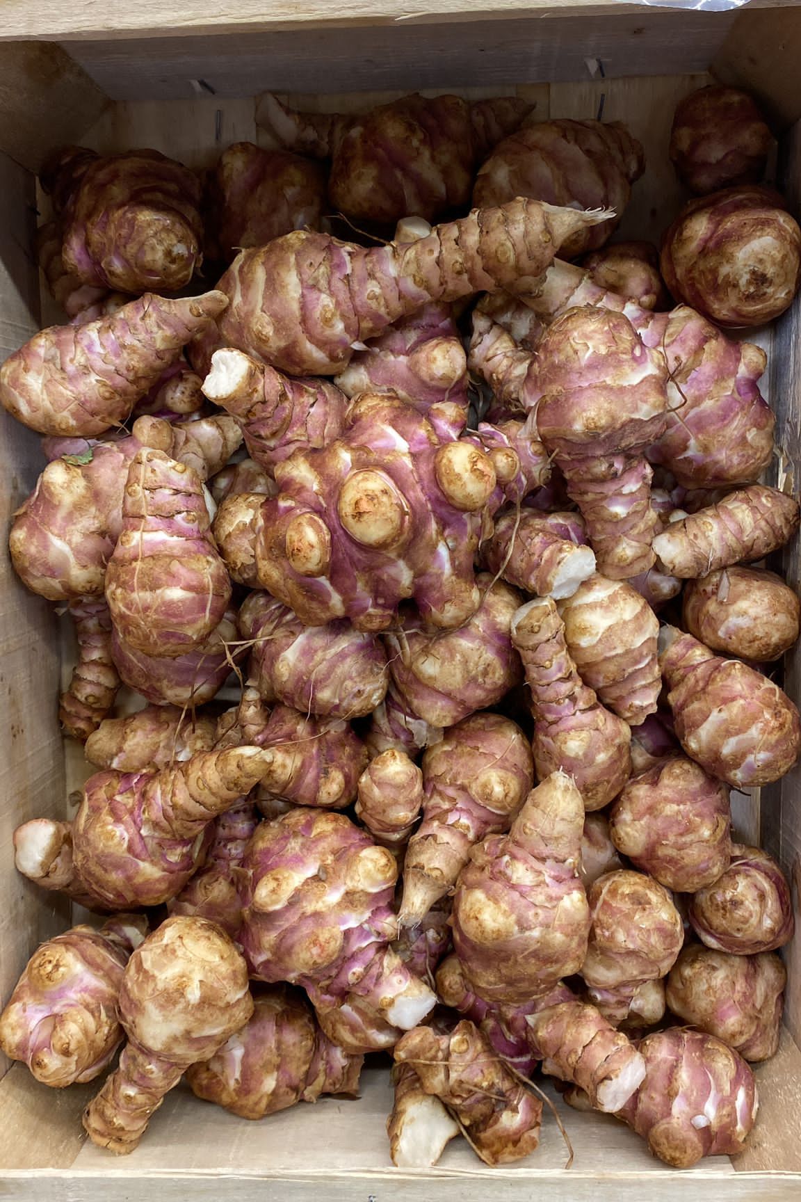 Artichoke Jerusalem x5kg Box