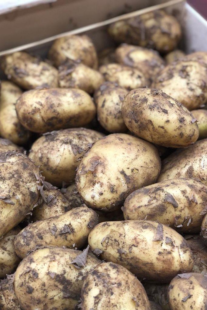 Potato Wexford New Season x10Kg Box