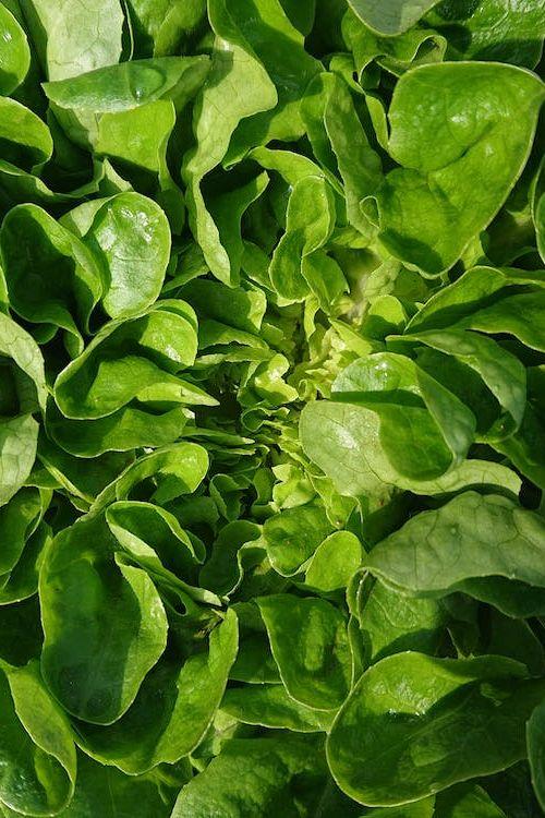 LETTUCE SOFT BUTTERHEAD unit only