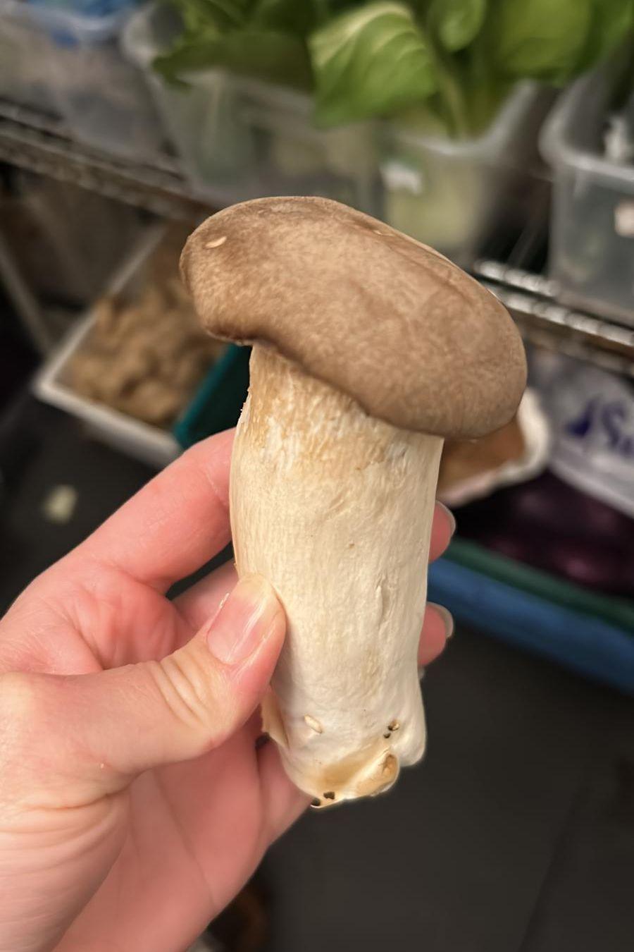 King Oyster Mushrooms BOX