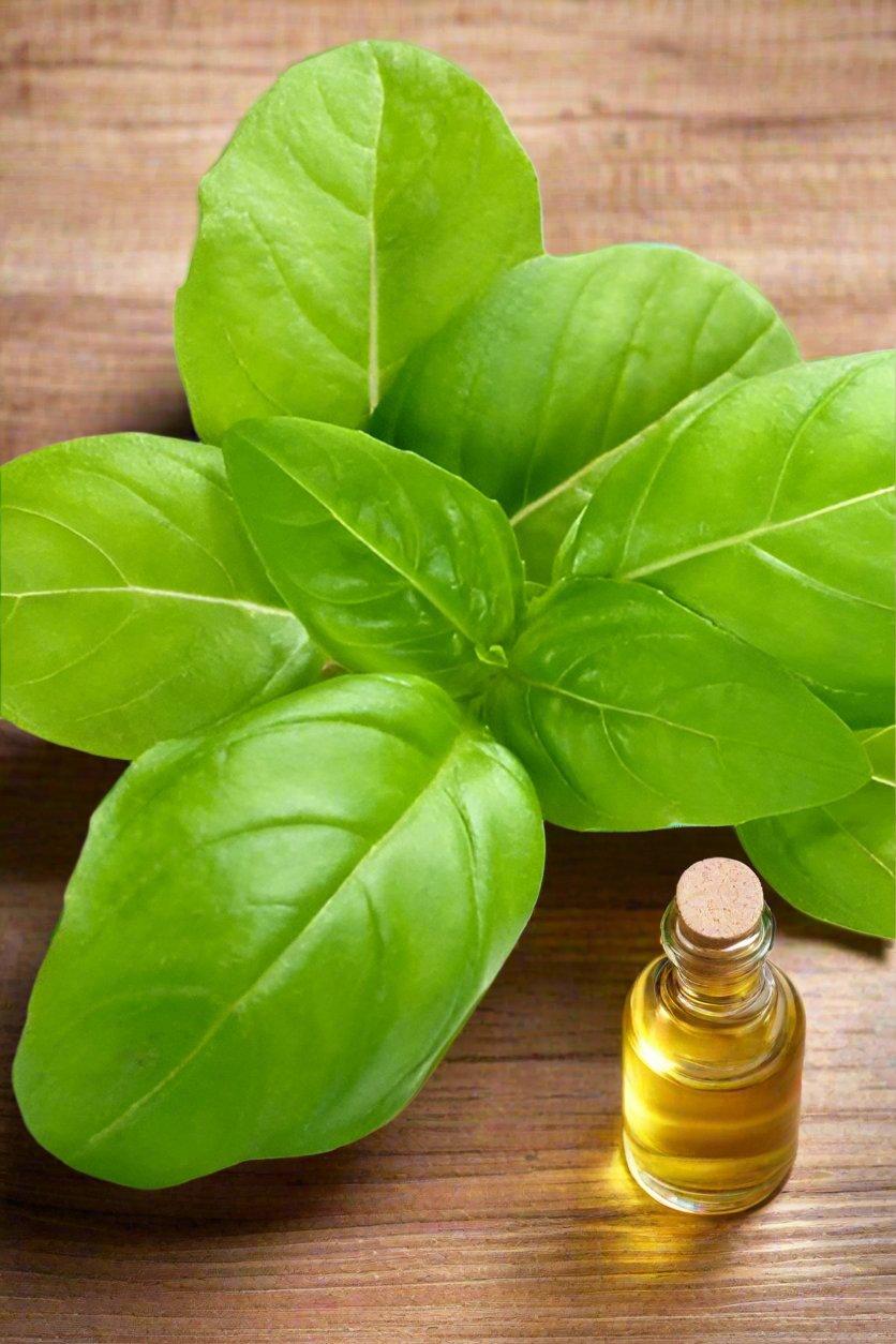 BASIL PACKET (x100grm) - Jackie Leonards