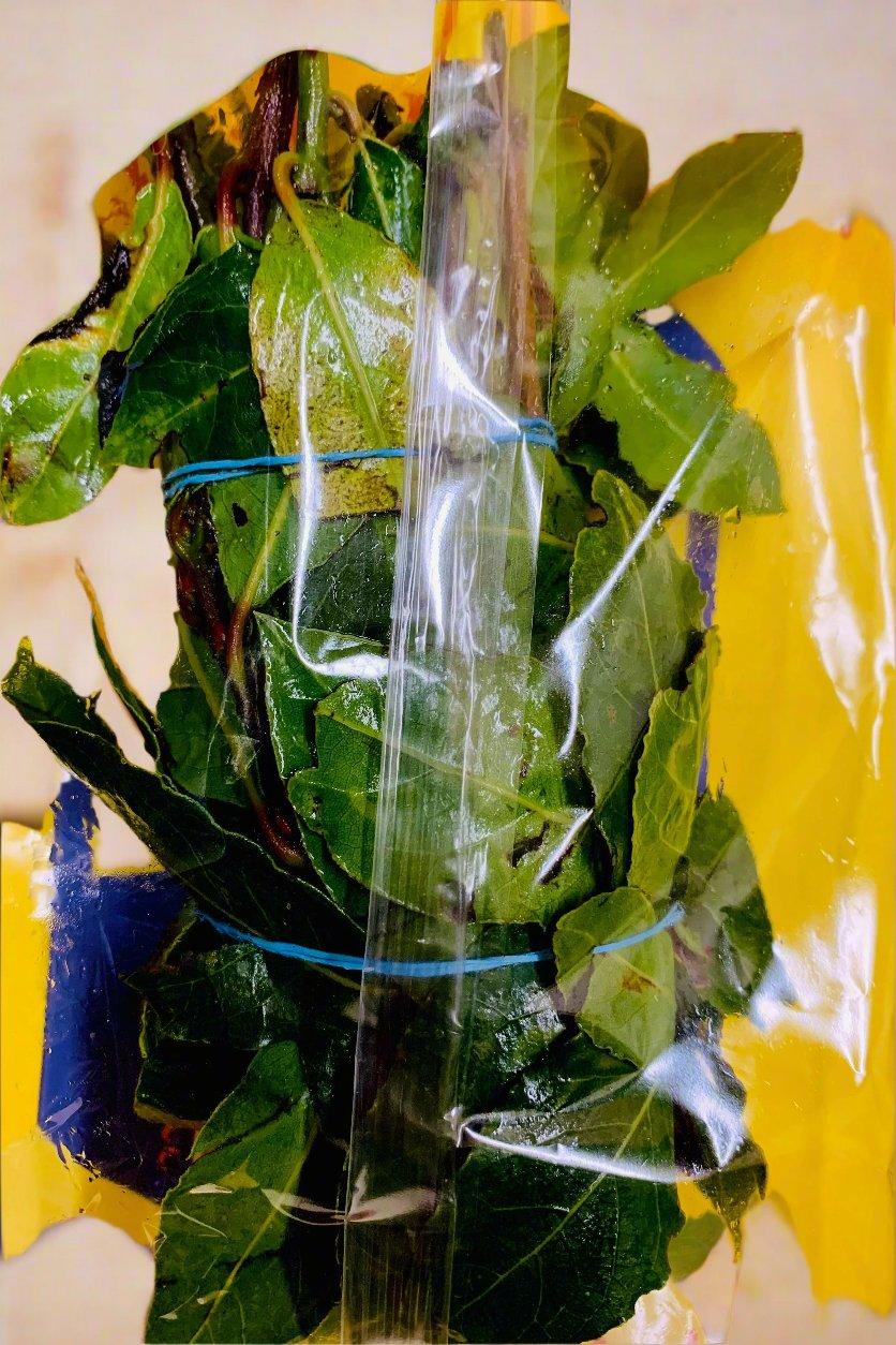 BAY LEAF FRESH (x100grm) - Jackie Leonards