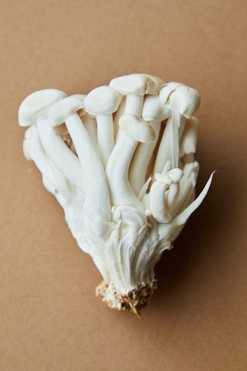 Mushroom Shimeji 20 x 150g Box