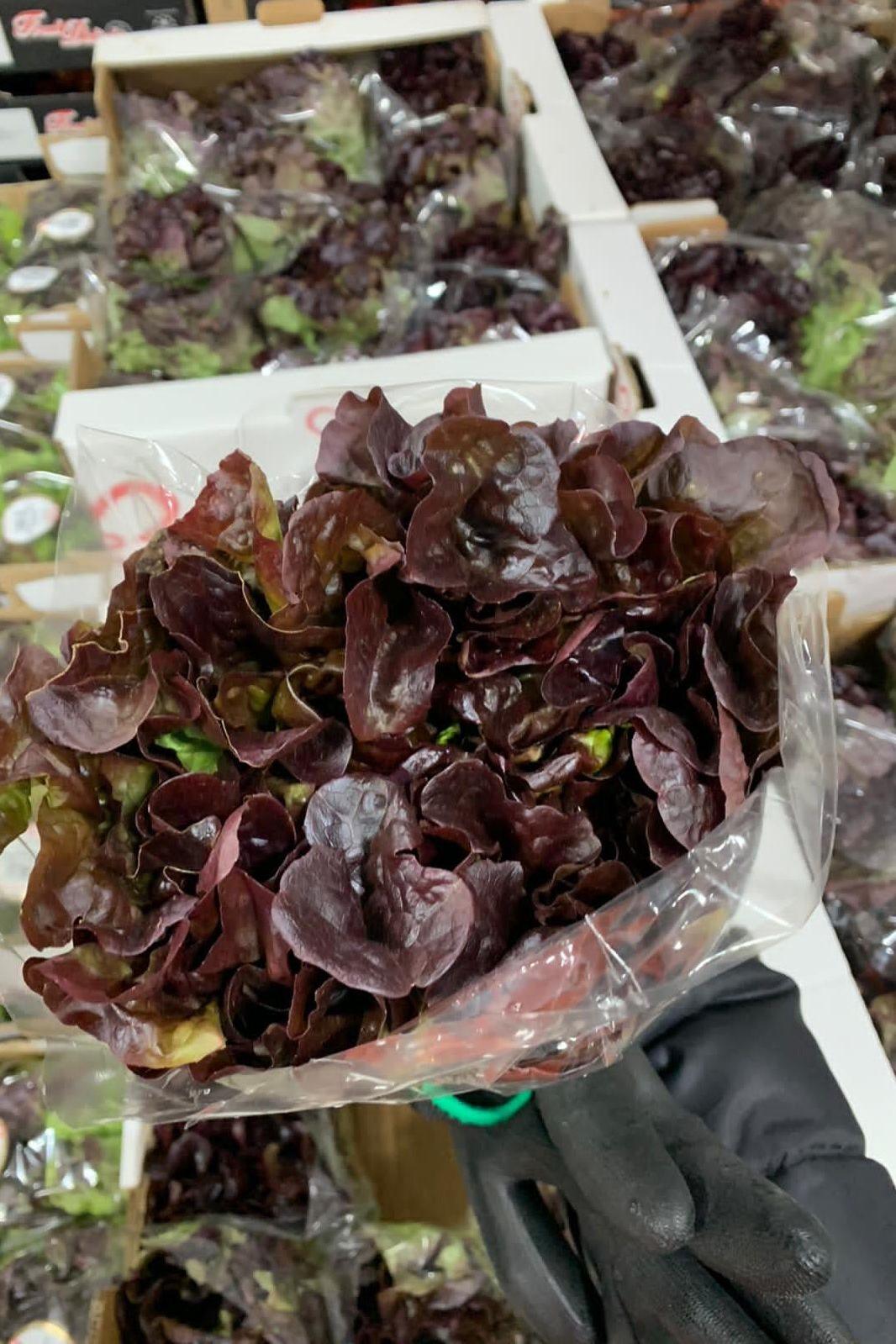 LETTUCE Oakleaf - Jackie Leonards