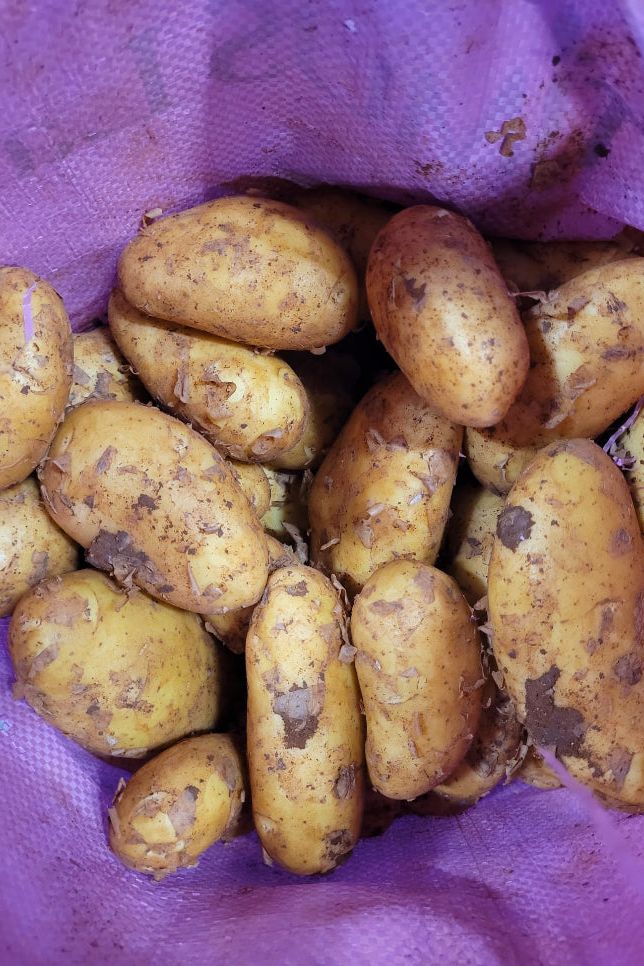 Potato Cyprus x20Kg Bag