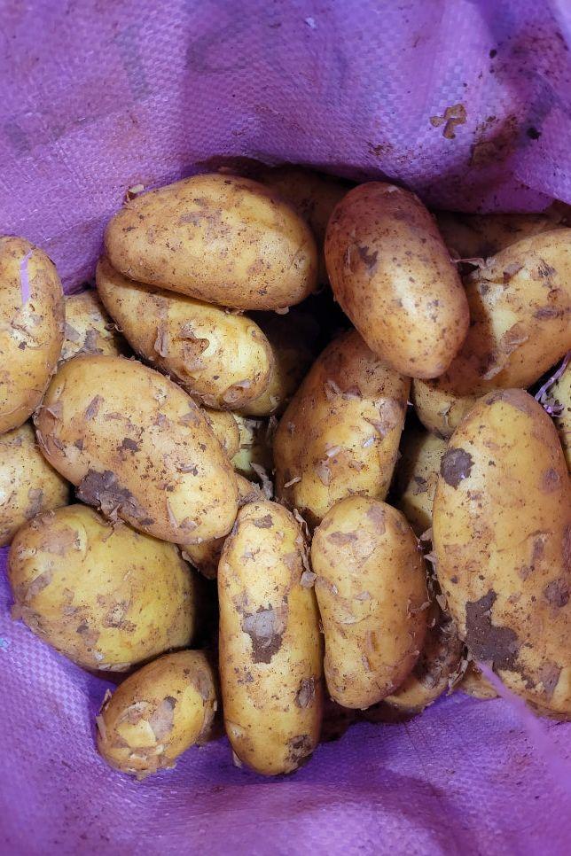 Potato Cyprus New Crop (x20kg) Bag