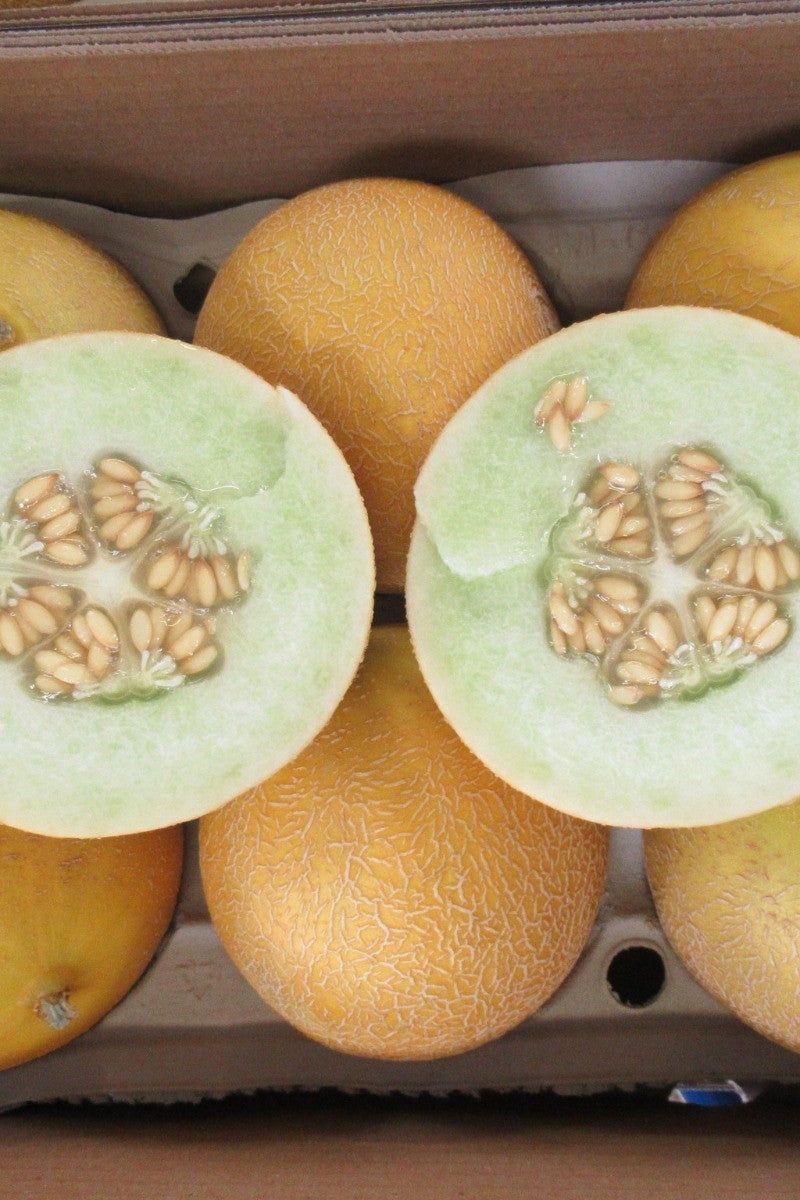 Melon Galia [x6] Box