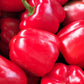 Pepper Red Bell Capsicum Box - Jackie Leonards