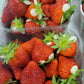 Strawberries  Punnet 500grm - Jackie Leonards
