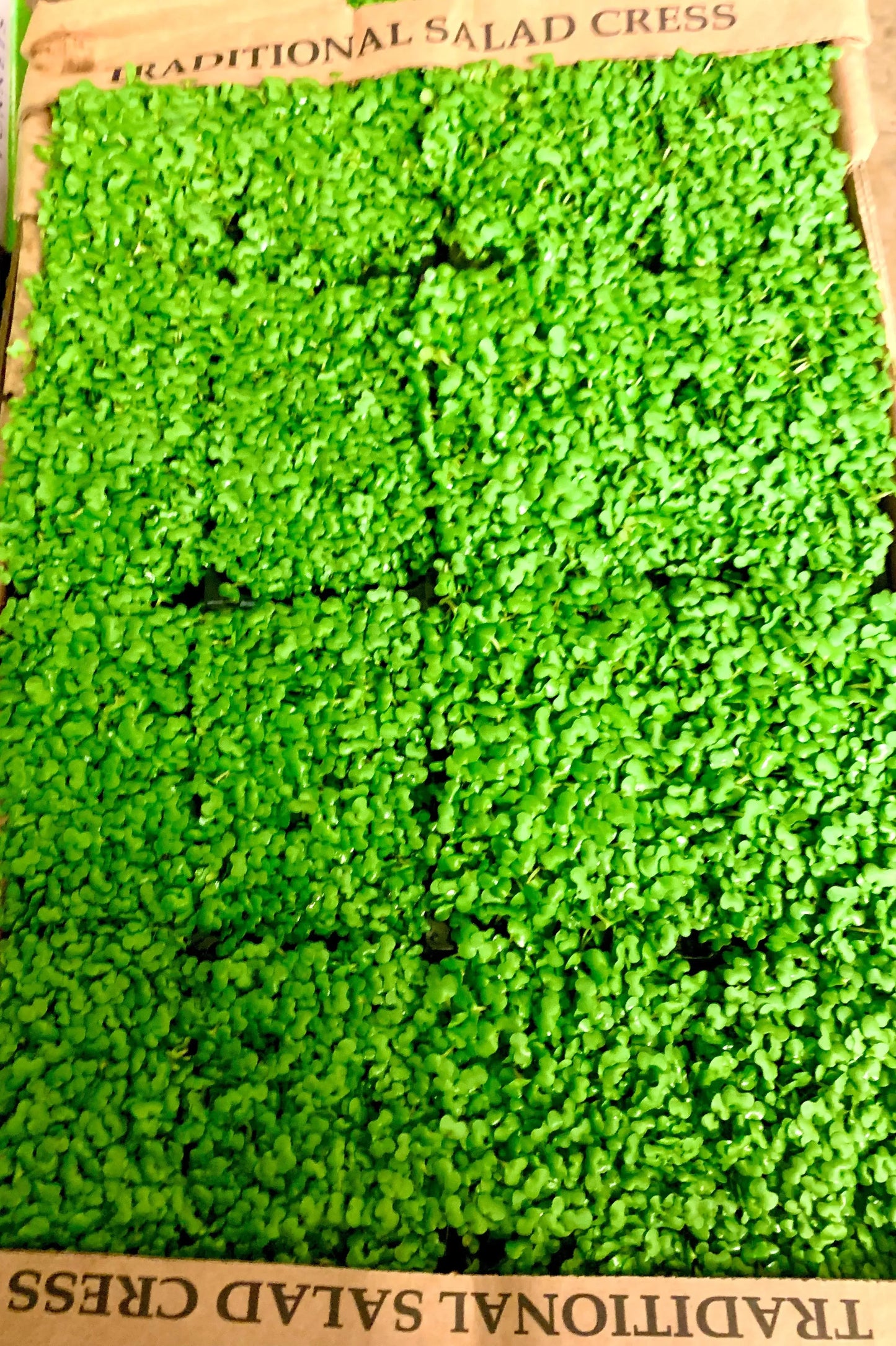 MUSTARD CRESS [x16] TRAY - Jackie Leonards