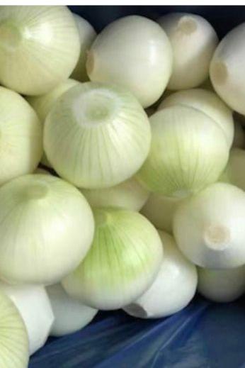 Onion peeled x20kg Case - Jackie Leonards