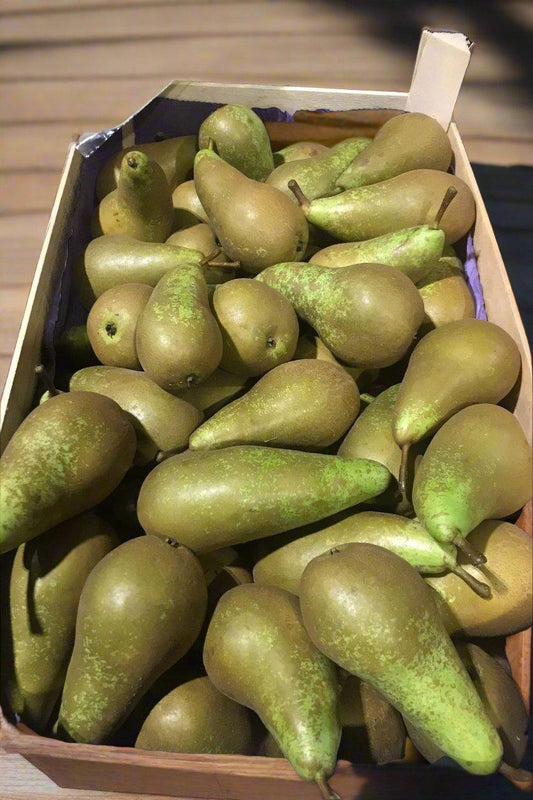 Pear Conference Jumble Loose Packed BOX - Jackie Leonards