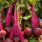 Bunch Beetroot Box - Jackie Leonards