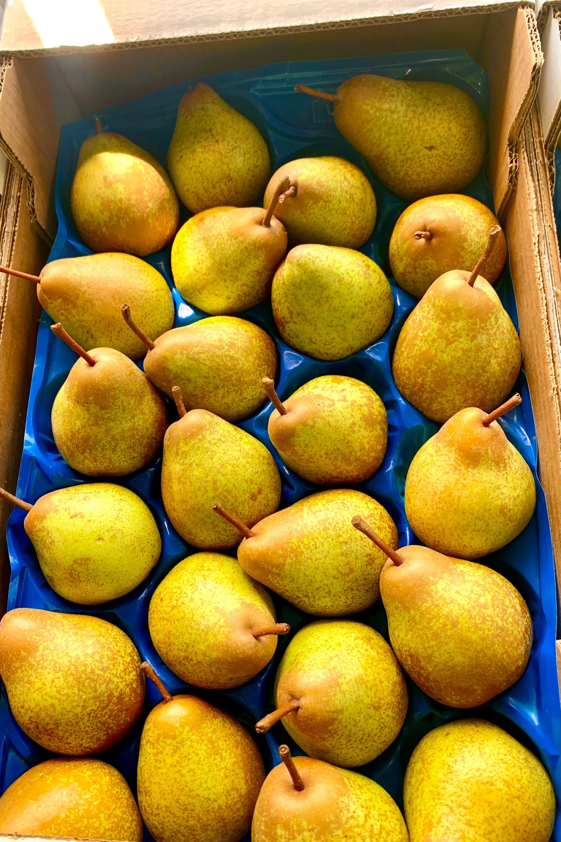 Pear x44 Box - Jackie Leonards