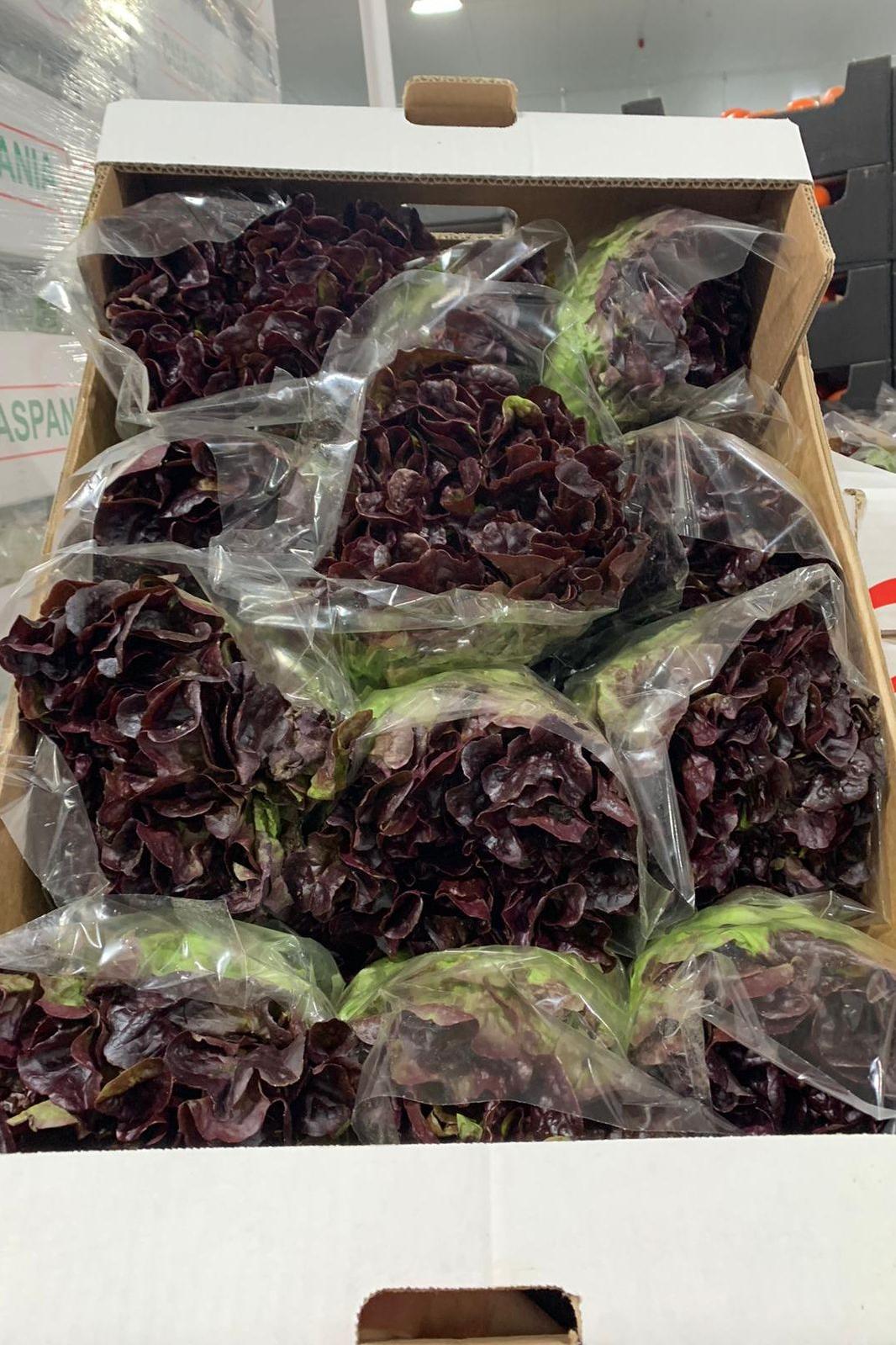 Lettuce Oakleaf Box - Jackie Leonards