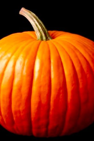 Pumpkin Extra Large - Jackie Leonards