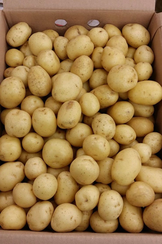 POTATO BABY Salad [x10kg] BOX - Jackie Leonards