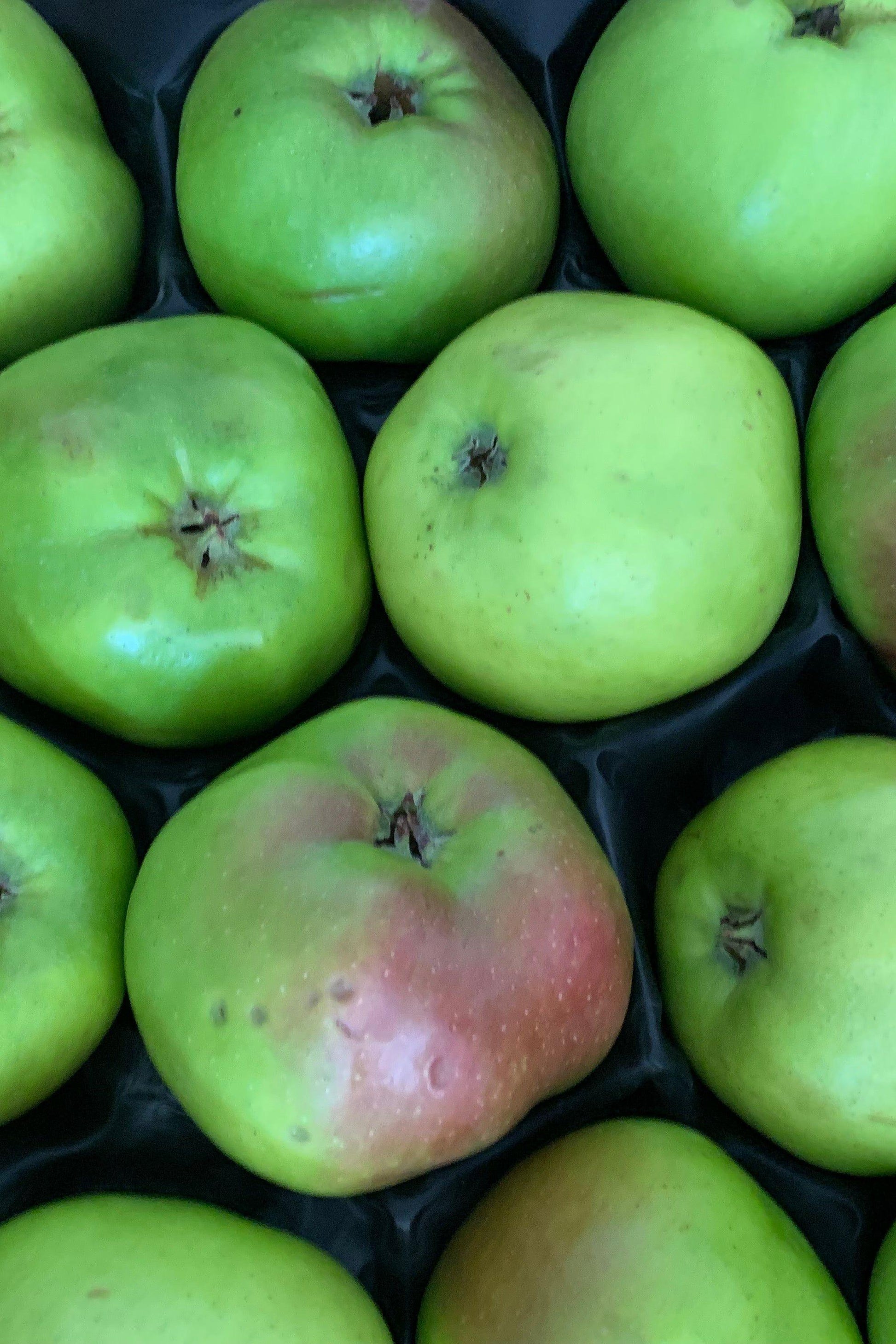 Apple Cooking Brambley Box - Jackie Leonards