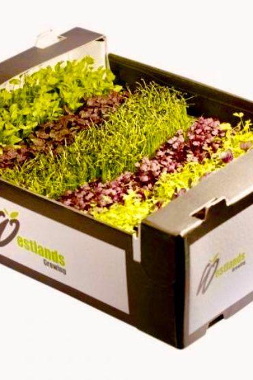 Sakura Mixed Growing Cress Box - Jackie Leonards