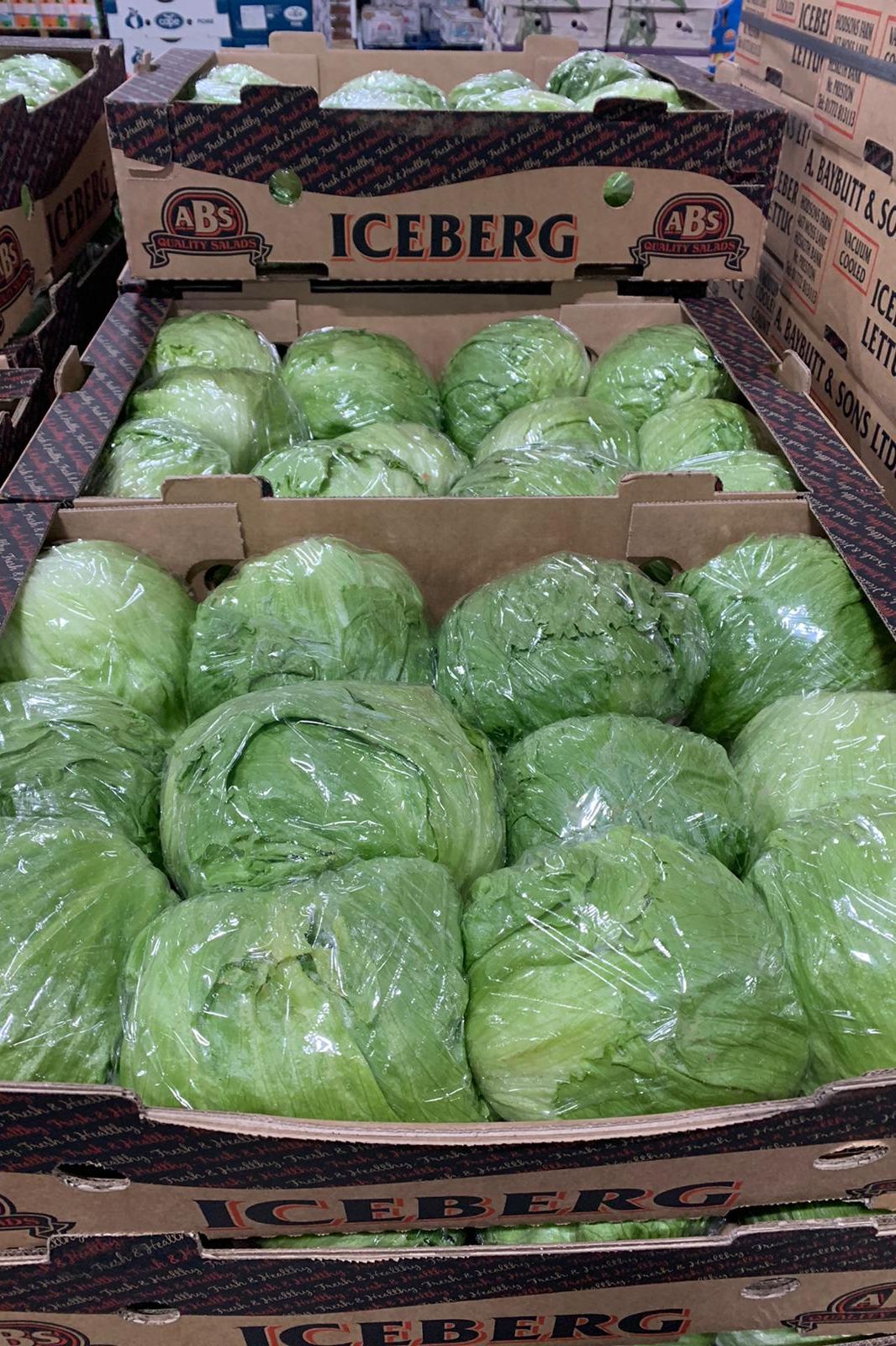 Lettuce Iceberg Box - Jackie Leonards