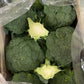 Broccoli Box - Jackie Leonards
