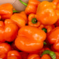Orange Peppers Box - Jackie Leonards