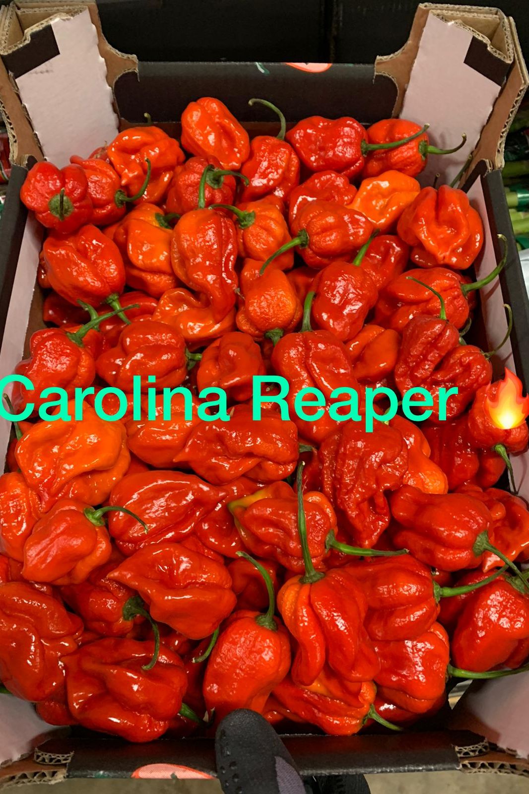 Chilli Carolina Reaper Box - Jackie Leonards