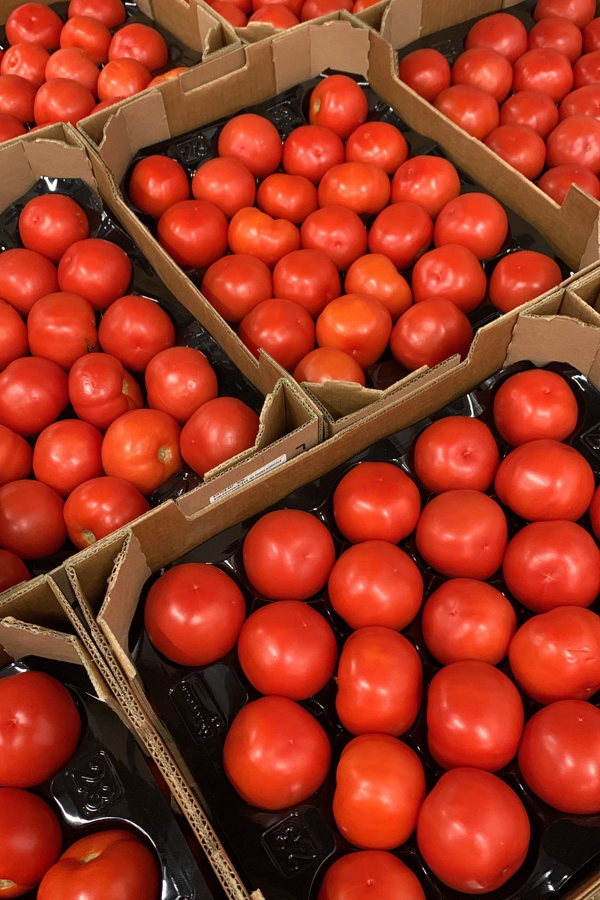 Tomatoes Round (x6Kg)Box. - Jackie Leonards