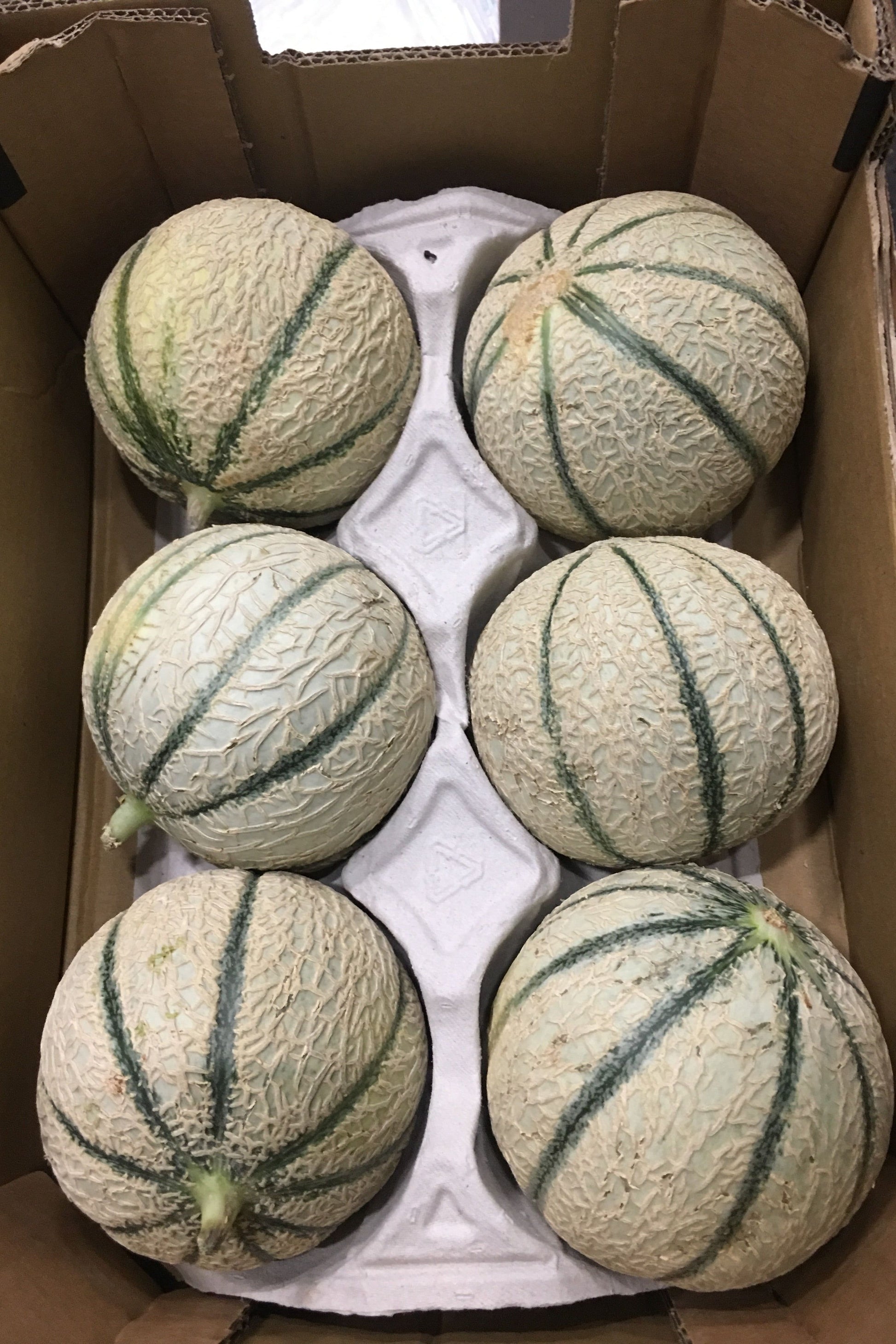 Melon Cantaloupe Box - Jackie Leonards