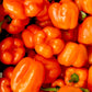 Orange Peppers Box - Jackie Leonards
